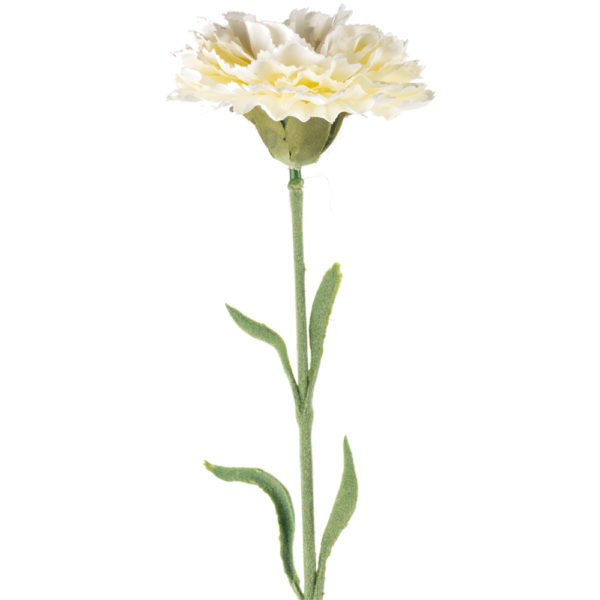 Single Carnation White