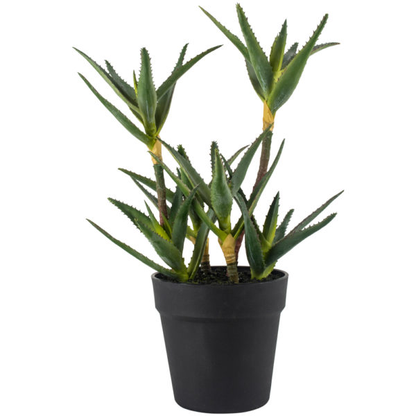 Aloe in Pot
